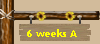 6 weeks A