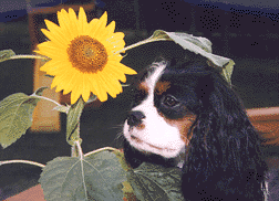 Daisy_Sunflower.GIF (21330 bytes)